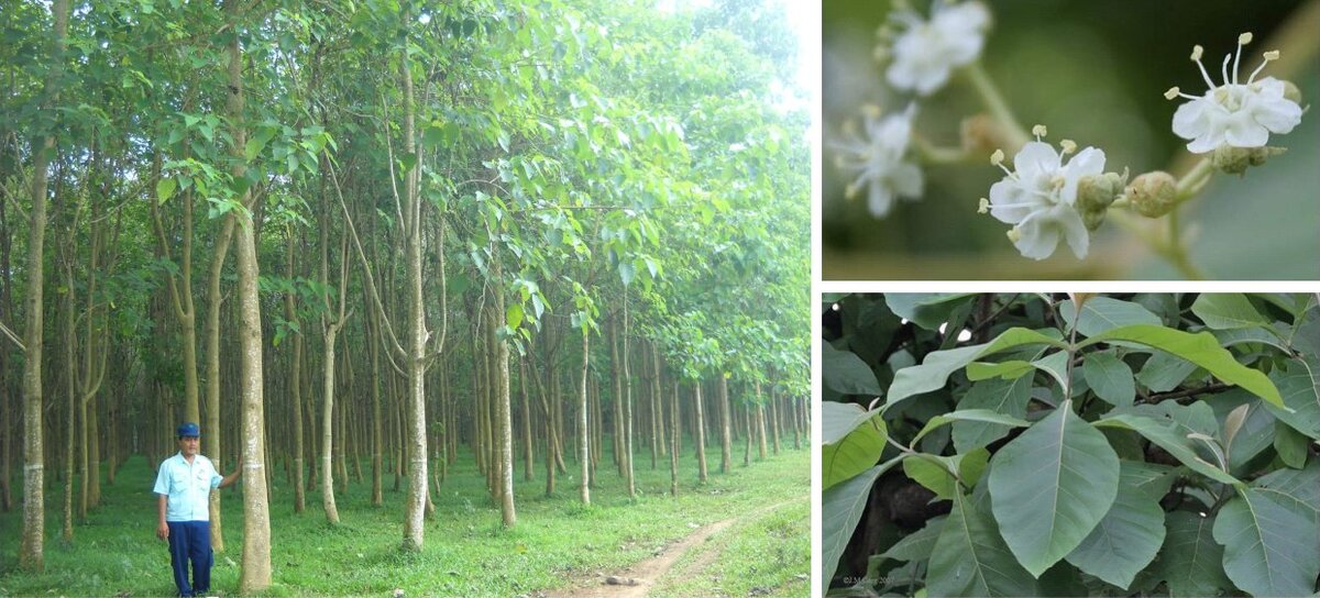 Тиковое дерево: полезные свойства