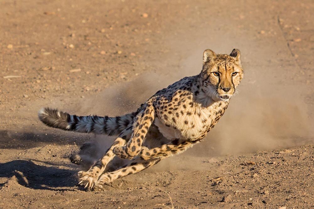 Гепард бежит. Бегающие животные. Гепард в беге. Леопард бегает.