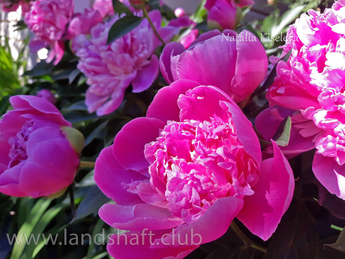 Сорта травянистых пионов самые распространённые и самые привычные. Их большой плюс в долговечности. Они растут на одном месте много лет. На фото старый сорт Monsieur Jules Elie, очень душистый, пахнущий розами.