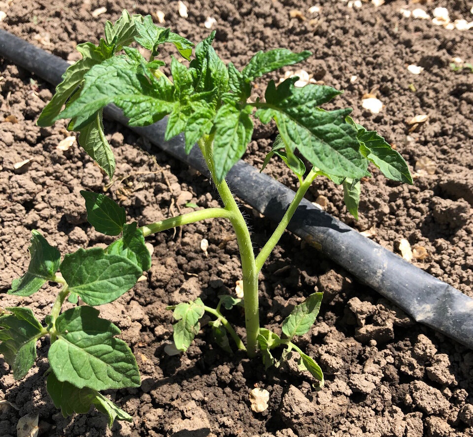 Капельный полив - отличное решение для огорода