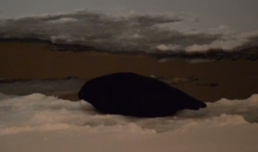 Нерпенок в Санкт-Петербурге (источник - Вячеслав Алексеев, ВКонтакте)