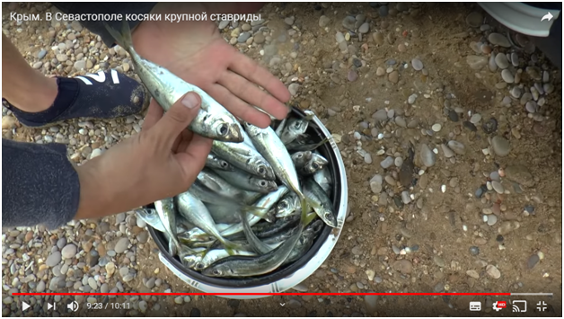 Скриншот видео с канала Олега Агеева на YouTube: Крым. В Севатополе косяки крупной ставриды - https://www.youtube.com/watch?v=ZcT5asPbfZI
