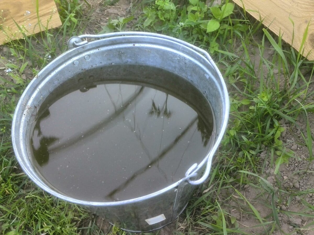 Настой коровяка для подкормки гладиолусов.