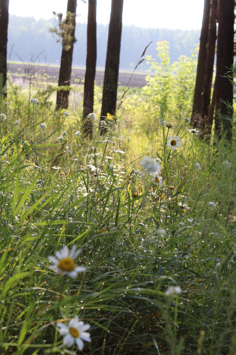 Весь лес мокрый , в росе.