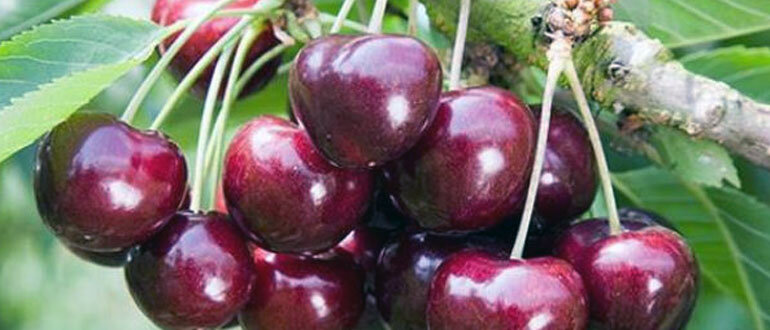 Черешня сорта "Овстуженка"