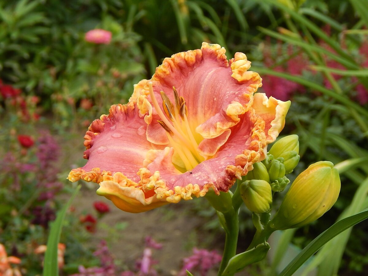 Лилейник Бадди Хадсон ( Boddy Hudson). Фото втора