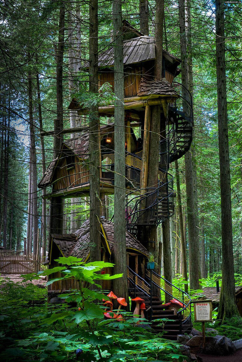 Потрясающие фото домов вокруг деревьев