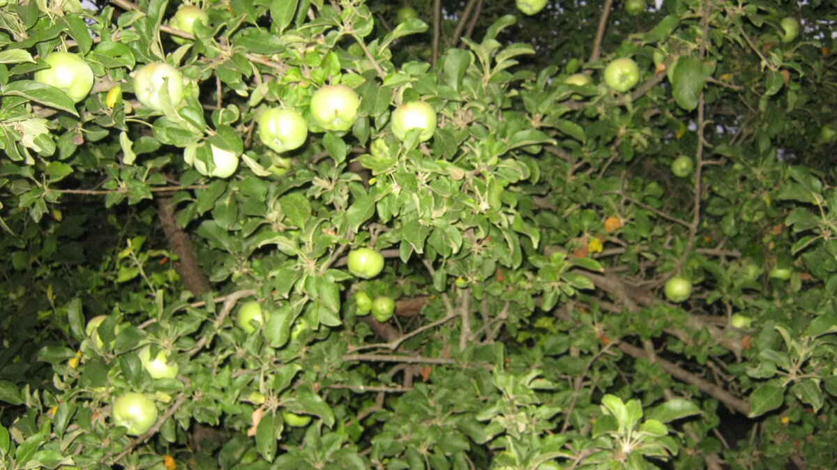 Все дерево в зеленых.