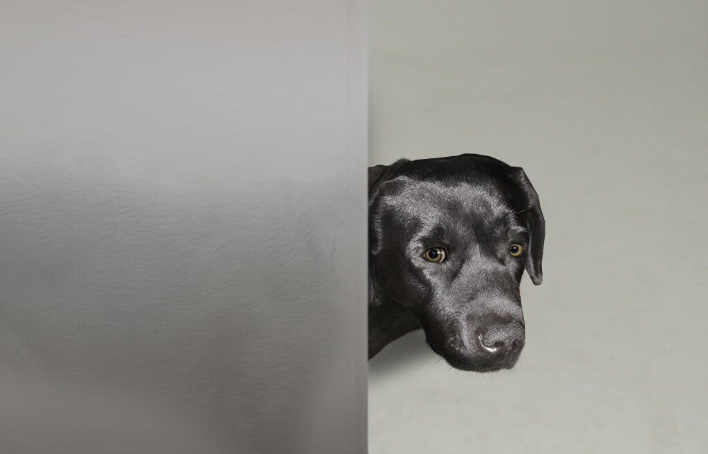 Паня выглядывает из-за стеклянной двери.