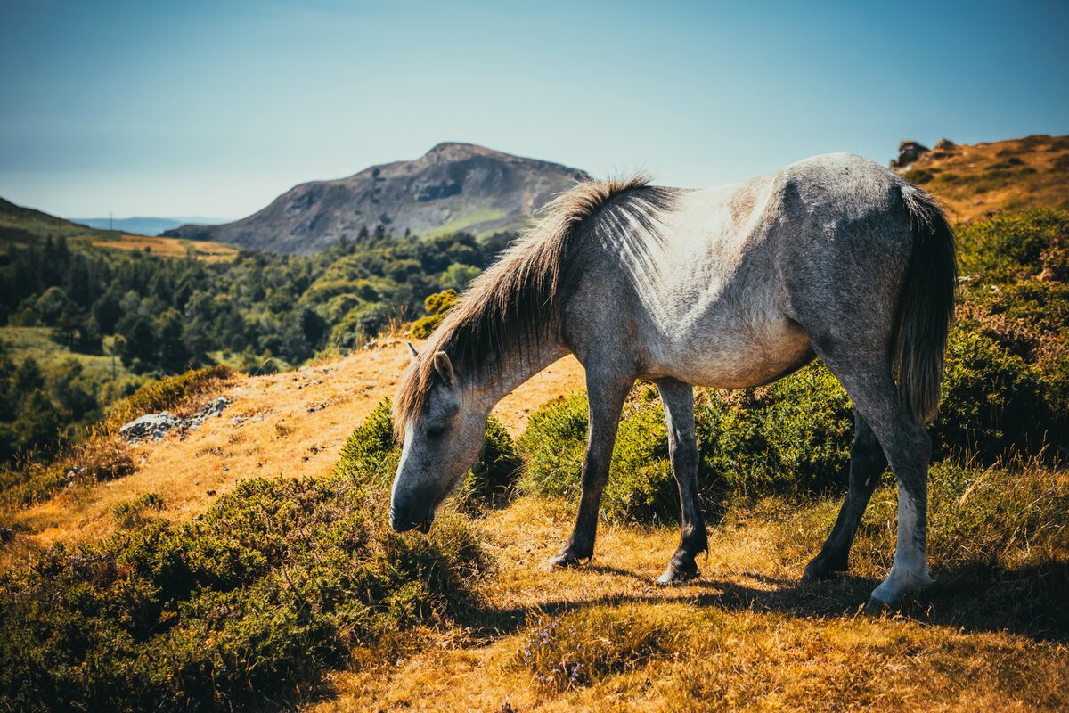 https://www.pexels.com/ru-ru/photo/1186841/