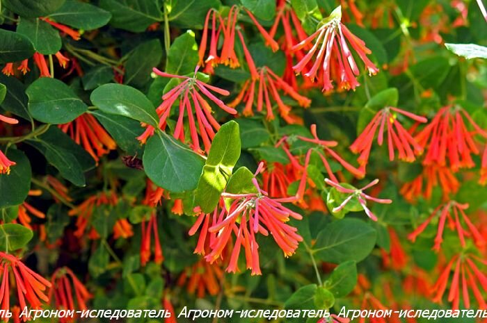 Жимолость вечнозеленая (Lonicera sempervirens)