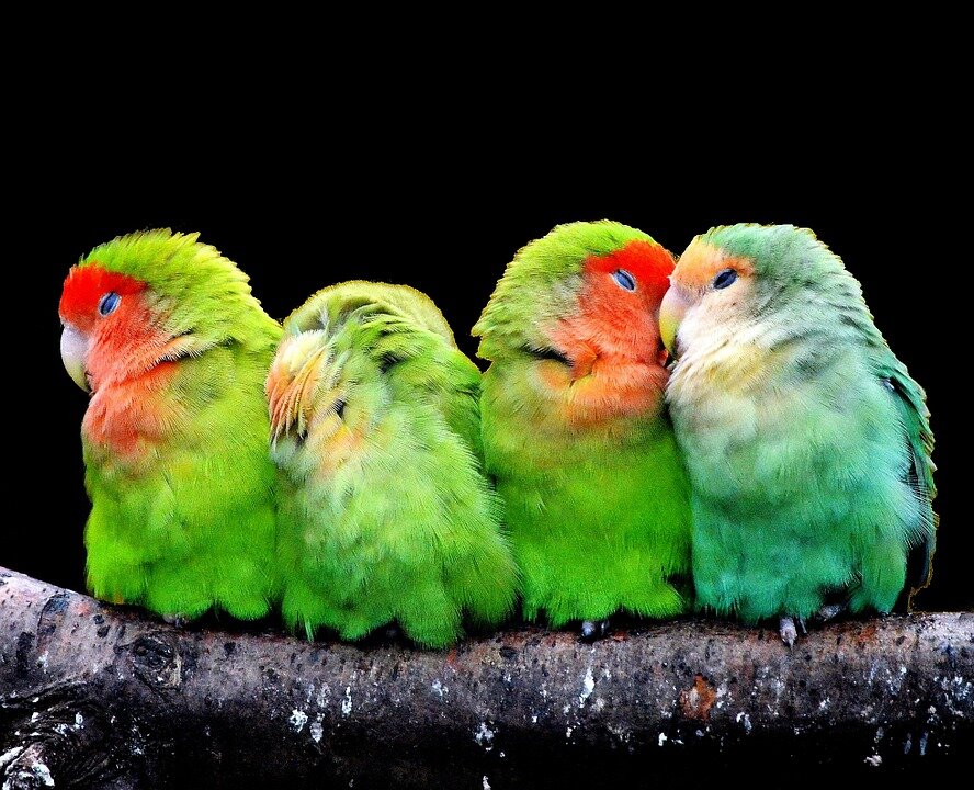 https://cdn.pixabay.com/photo/2014/02/28/19/21/parrots-277093_960_720.jpg