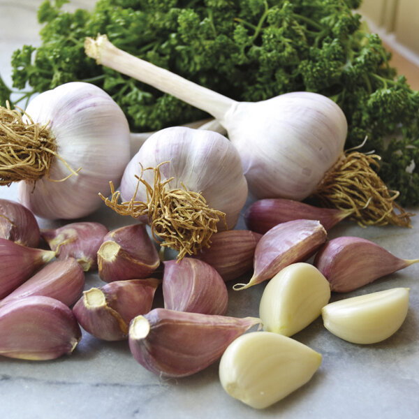 источник https://sc01.alicdn.com/kf/UTB8dqZjItoSdeJk43Owq6ya4XXa6/Best-Fresh-Garlic.jpg