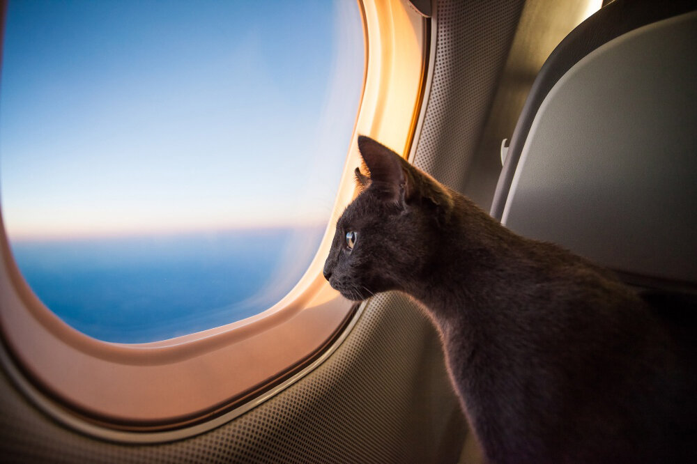 Может ли кот погибнуть, если будет лететь в багажнике самолета? Отвечает пилот 