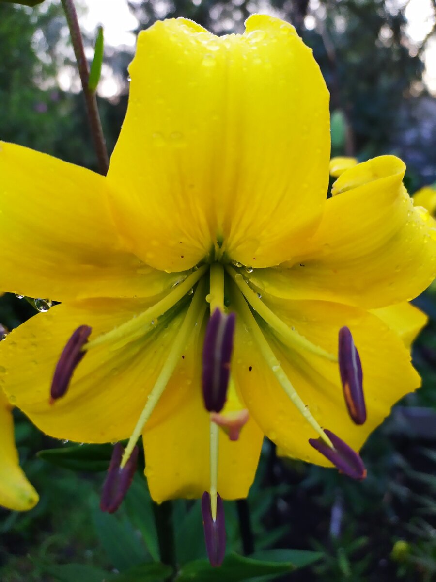 Лилия желтая