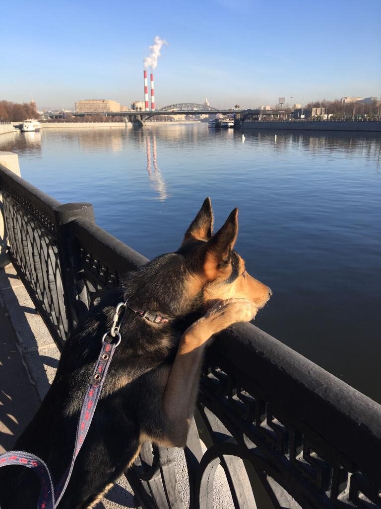 уже полтора года Саманта счастливая домашняя собака