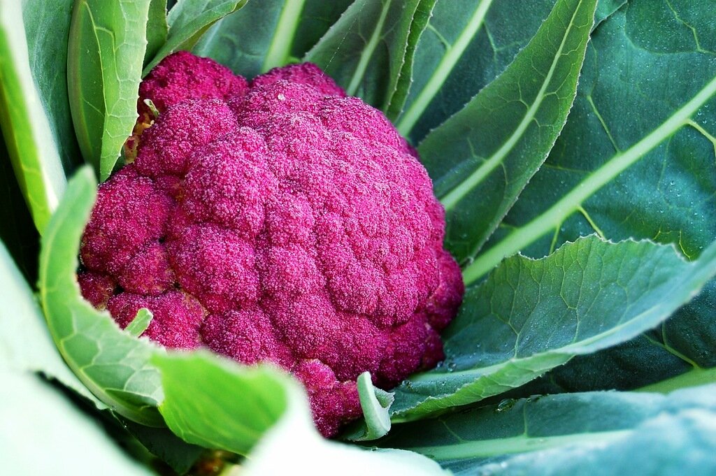 Изображение взято из Яндекс Картинки