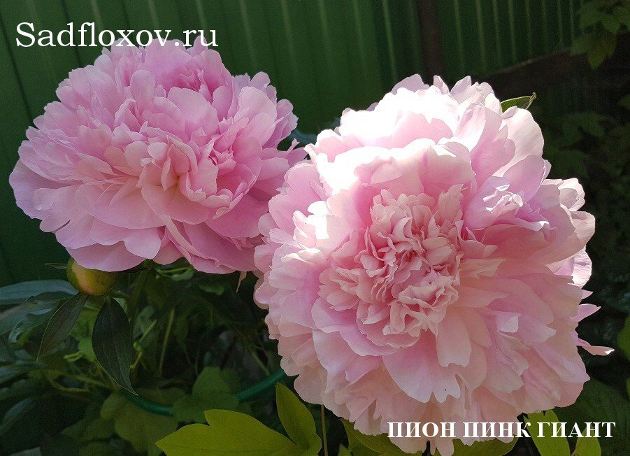 Пион фото и описание pink giant