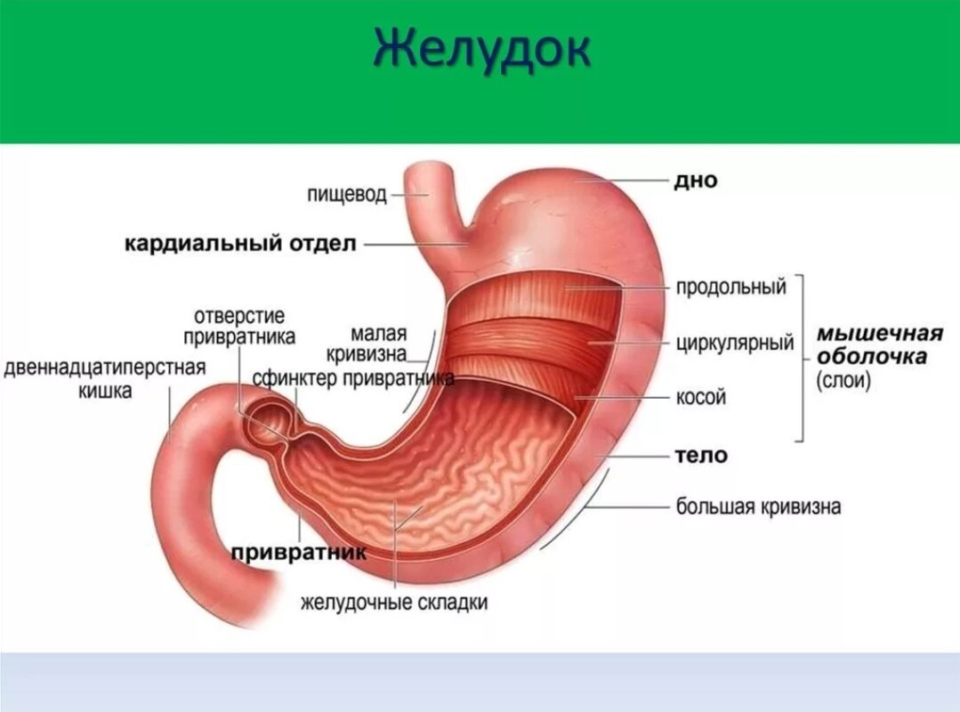 Строение желудка