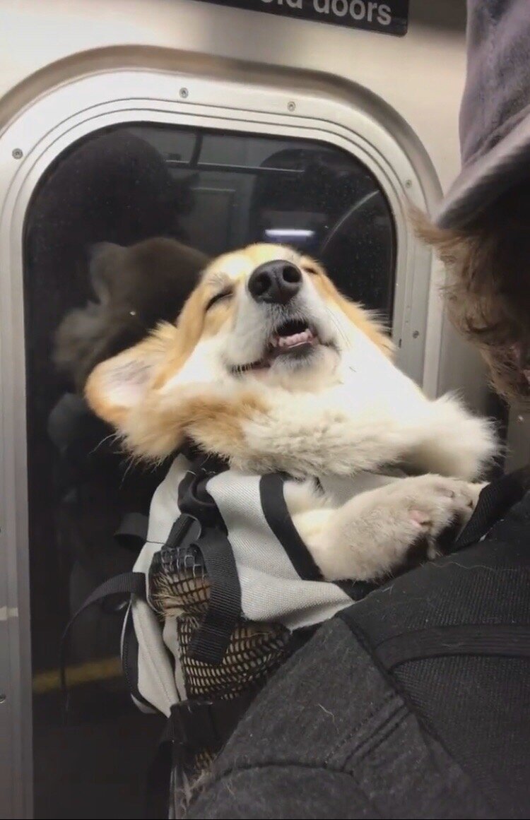 Корги идеален потому что остаётся корги