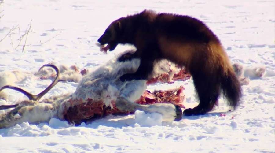 Росомаха поохотилась на оленя... википедия 