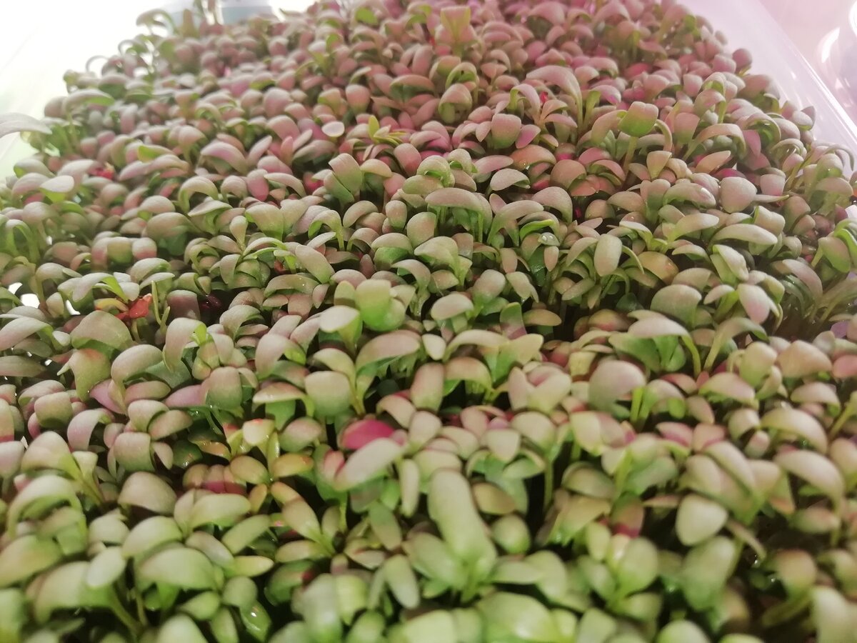 Тут мы видим именно микрозелень.