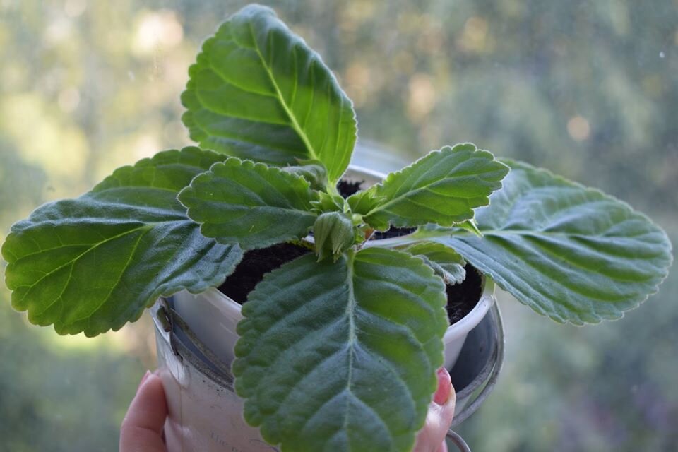 Укоренённый лист довольно быстро развивается и превращается в цветок. 