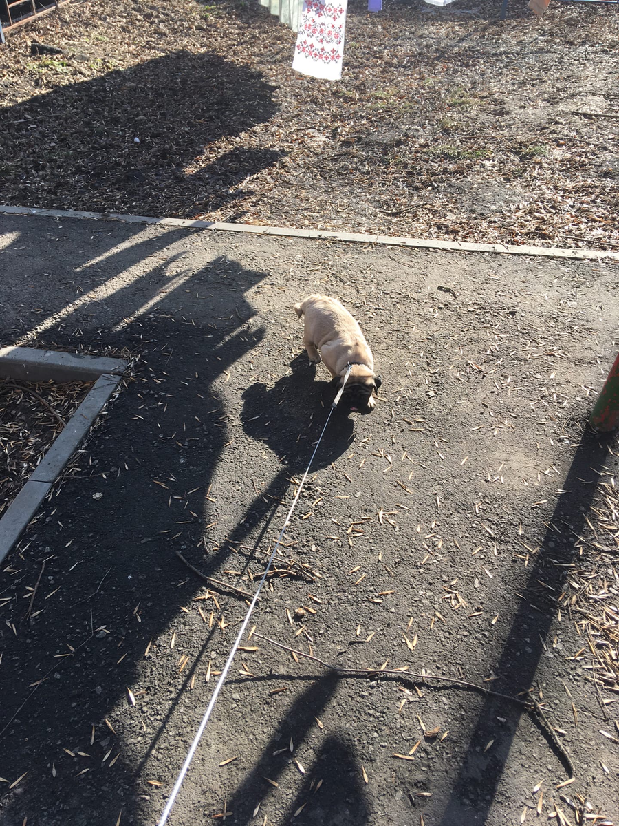 Первая прогулка