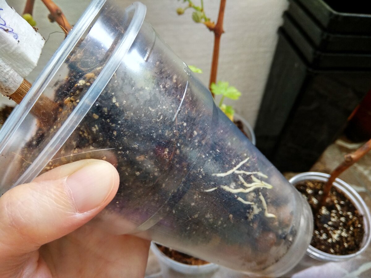 Сегодня. Стало