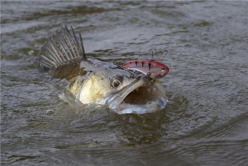 судак на ратлин
