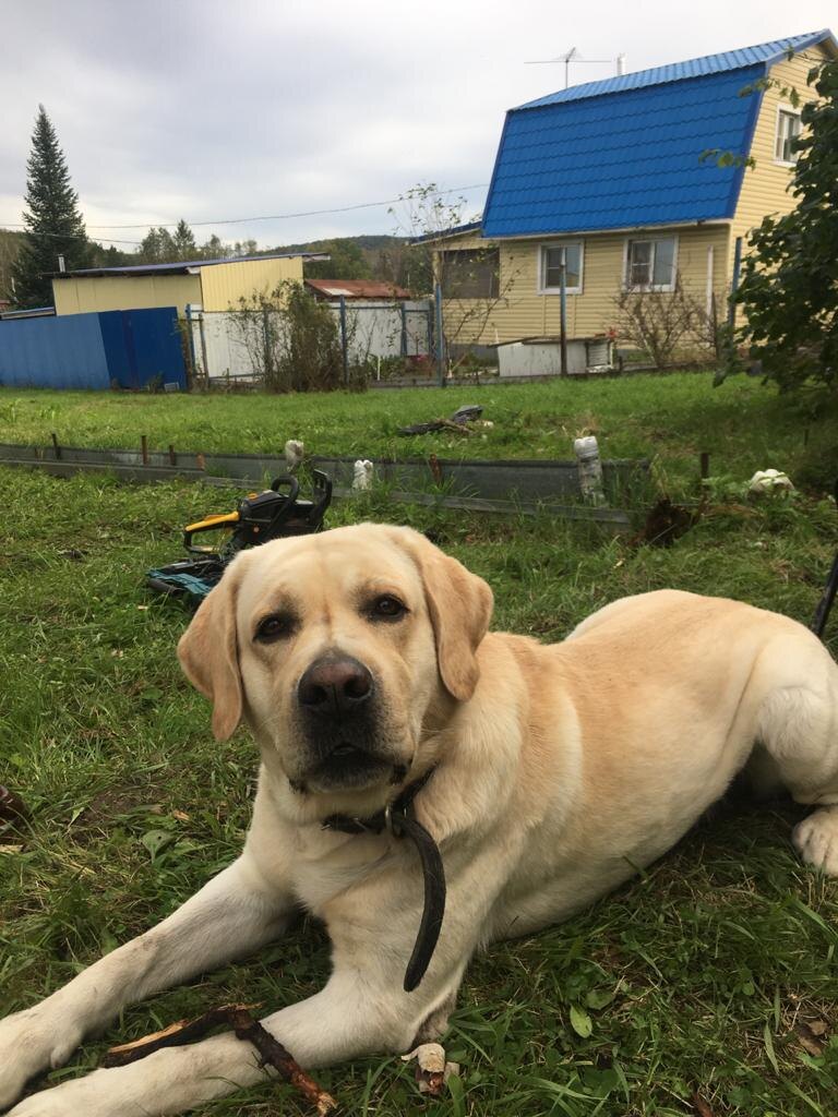 Наш лабрадор по имени Граф на своей уже территории