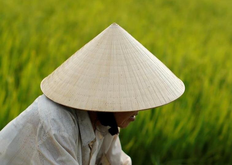 вьетнамская традиционная шляпа нонла.