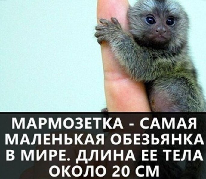 А вы знали что.....??