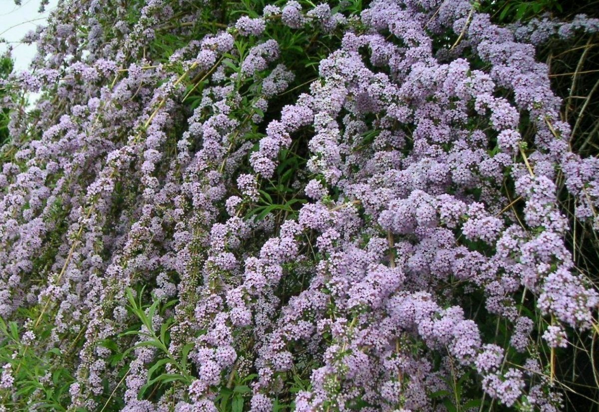 Pugster Amethyst Butterfly Bush Buddleia