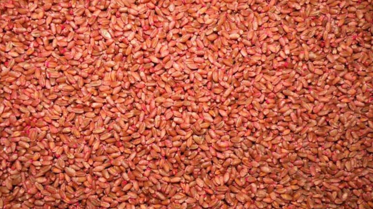  Фото: © R. Potapov Протравленные семена пшеницы