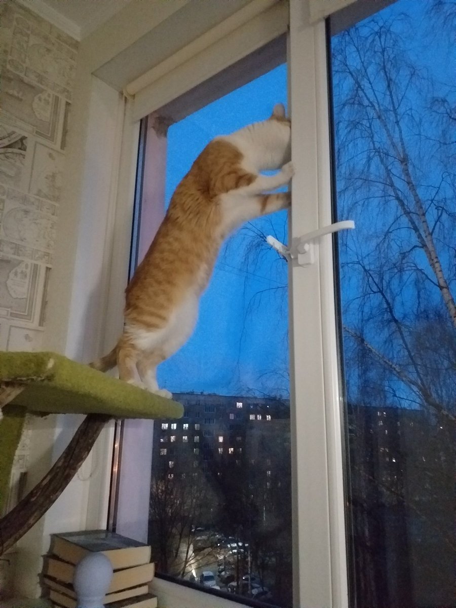 не хочу ставить как это выглядит. Как если бы этот кот  подпрыгнул и застрял головой. 