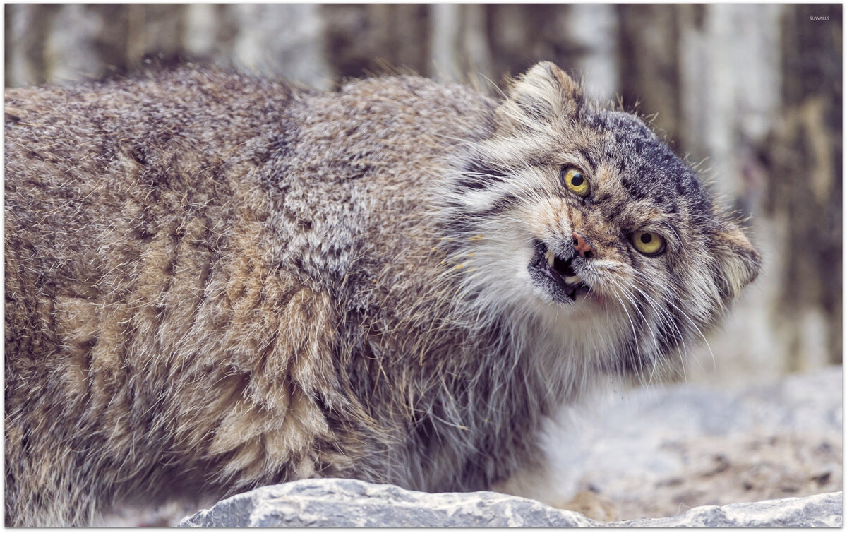 Здрассти, я к вам из доброй сказки. Выгнали...