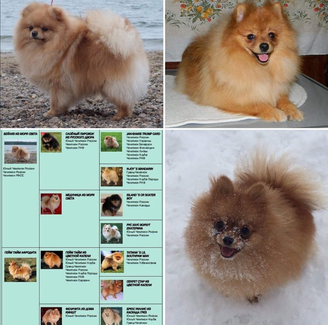 Родословная