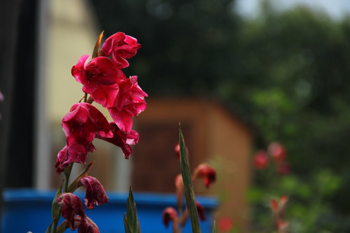 сентябрьский гладиолус