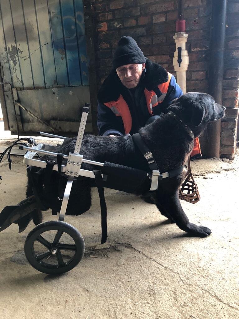 Собака в инвалидной коляске Liras