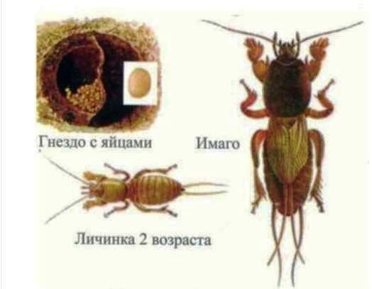 Медведка насекомое цикл развития. Медведка обыкновенная цикл развития. Личинка медведки стадии развития. Этапы развития личинки медведки.