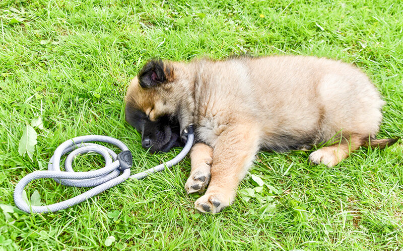 Щенку, который двигает лапками и гавкает во сне, действительно снится погоня за кошкой или его движения- простые рефлекторные подергивания? Фото JackieLou/ Pixabay 