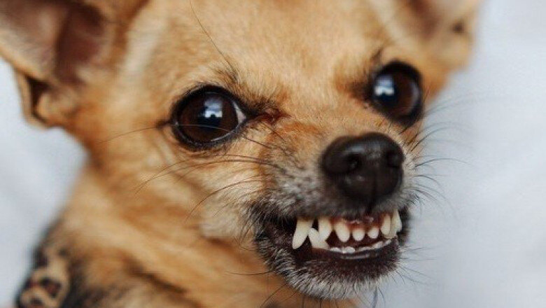 Рык - сигнал для хозяина, что пора бы задуматься о том, как вернуть доверие. 