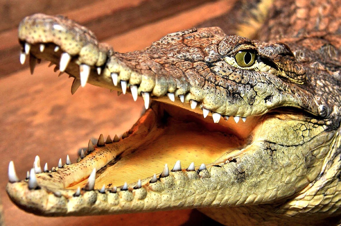Желтая пасть. Гребнистый крокодил зубы. Нильский крокодил. Нильский крокодил зубы. Нильский крокодил челюсти.