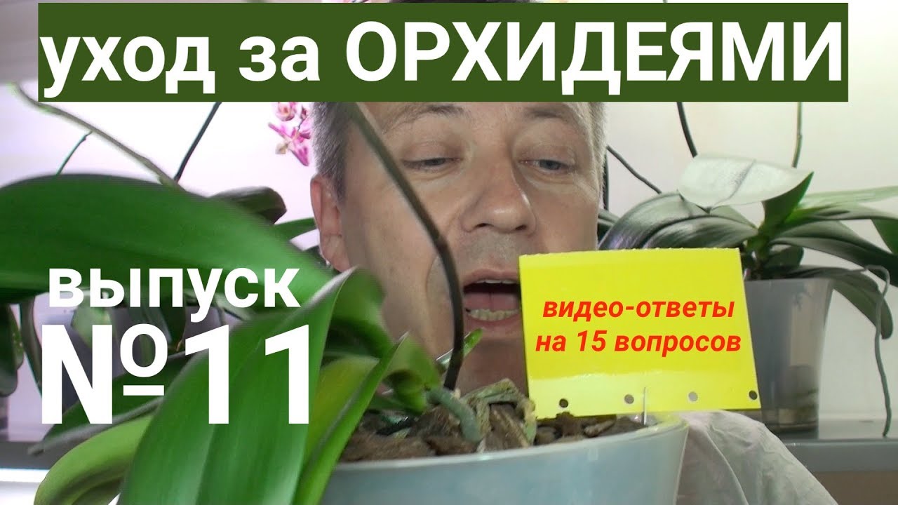 Как заставить каланхоэ обильно цвести в домашних условиях