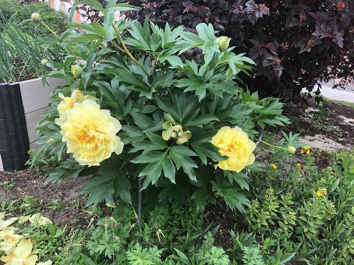 Ито-Гибрид желтого цвета