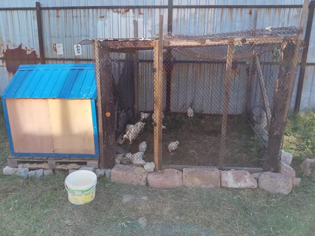 Не красиво но зато бесплатный и быстро возведенный курятник . Можно нажимать вправо  для картинок 