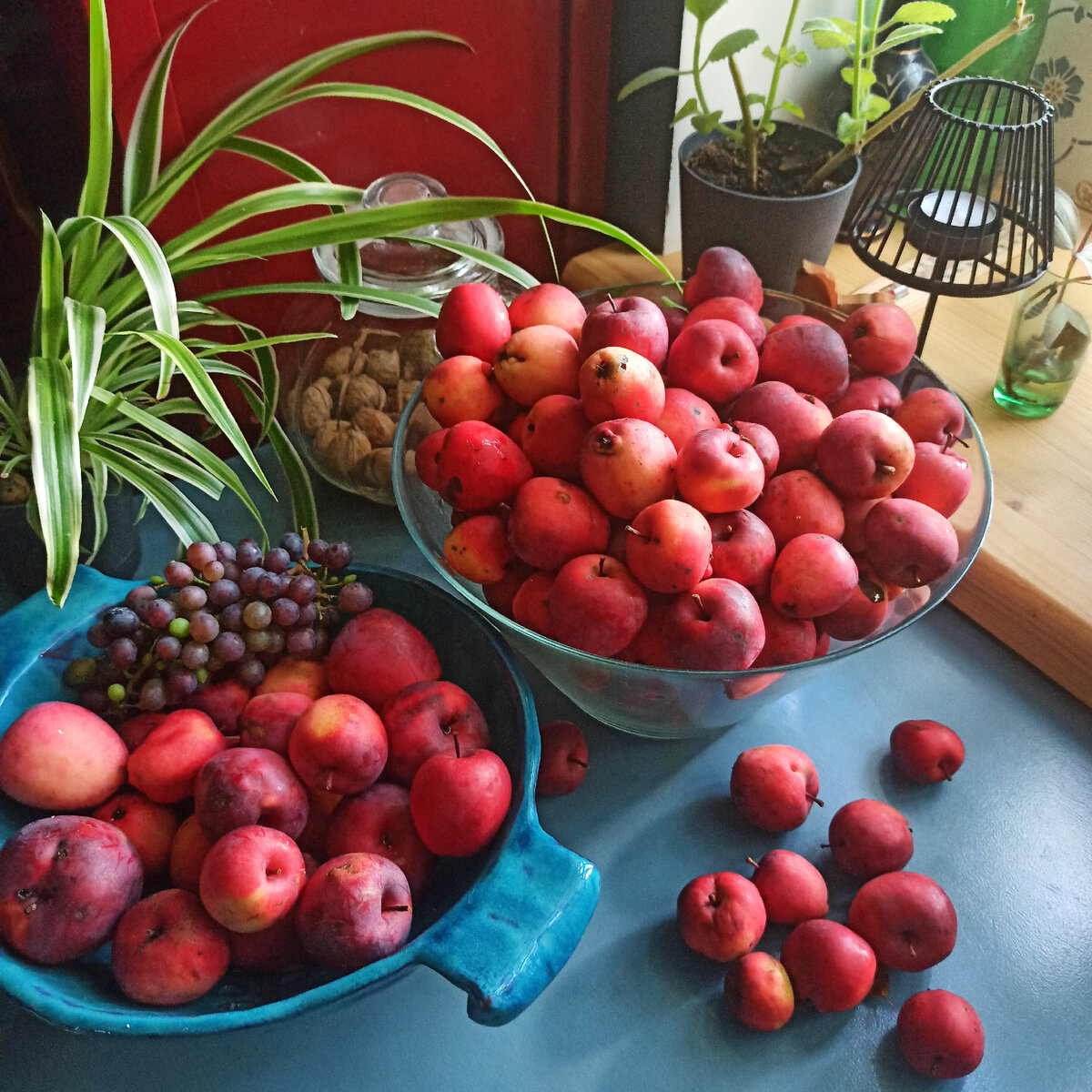 Такой вот урожай, было бы больше, если приехали бы на дачу на неделю раньше.