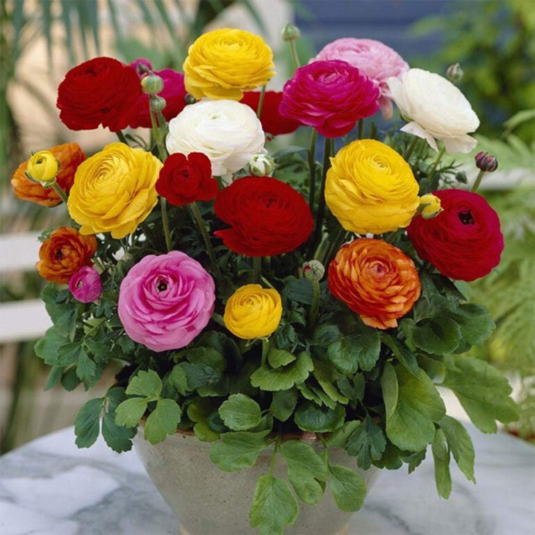 Фотография садовых лютиков