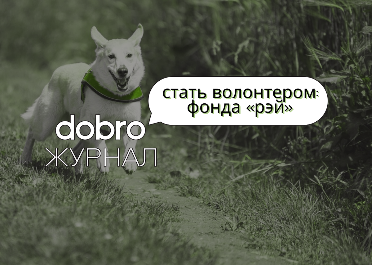 Фон помощи животным